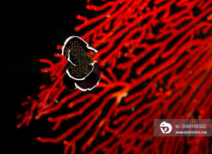 Swimming flatworm and gorgonian coral