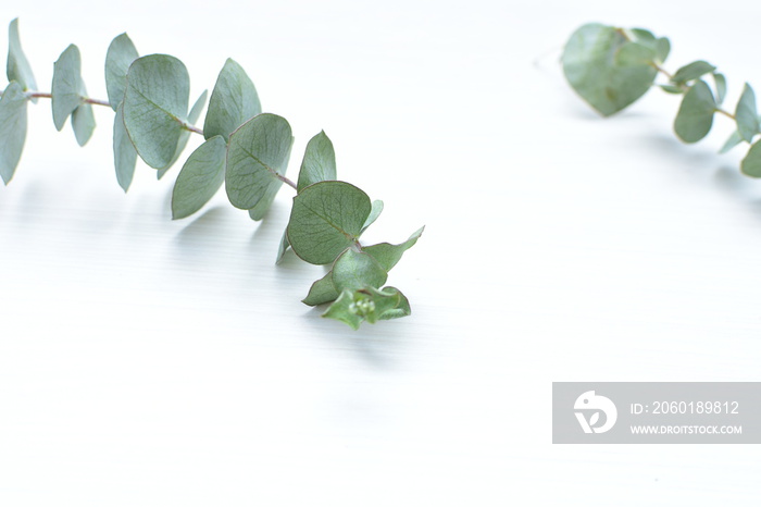 Eucalyptus gunnii - cider leaves, green