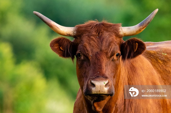 portrait of salers cow in pasture