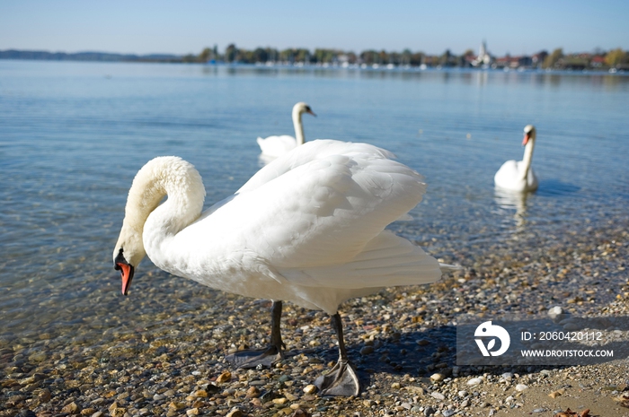 德国慕尼黑周边基姆湖(Chiemsee)