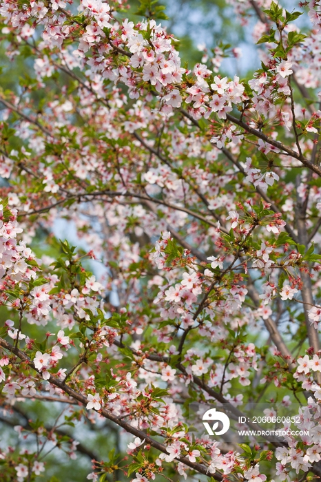 樱花