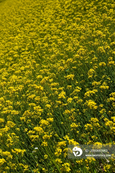 青海省油菜花