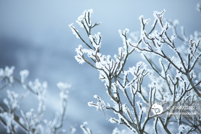 雪景色