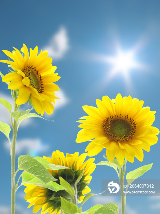 sonnenblumen