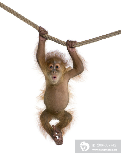 苏门答腊猩猩宝宝(4个月大)挂在一根绳子上