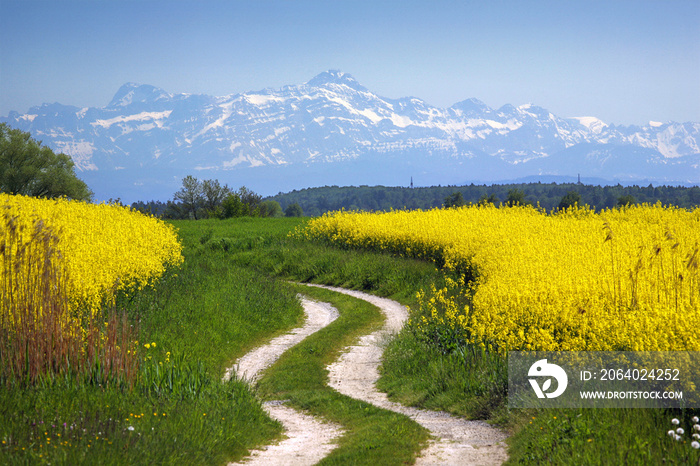 Rapsfeld vor Alpen