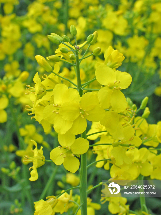 油菜花