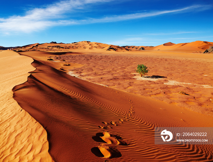 撒哈拉沙漠，阿尔及利亚