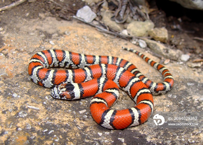 幼红奶蛇，三角Lampropeltis triulum syspila