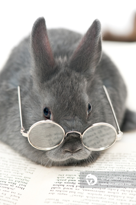 Kaninchen mit Brille