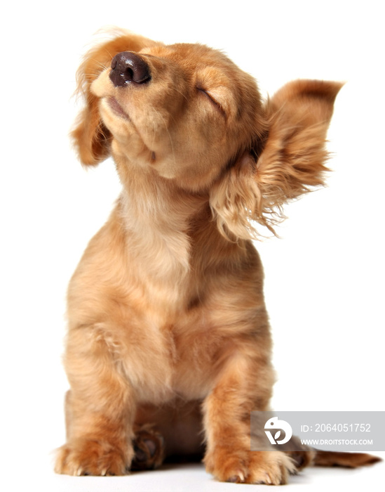 Cute puppy listening to music, also available with headphones.