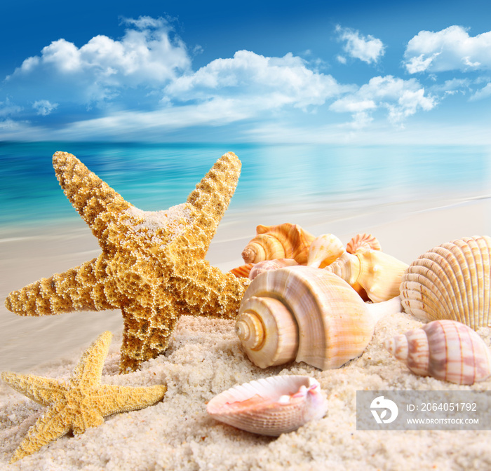 Starfish and seashells on the beach