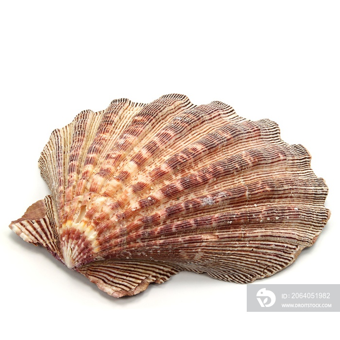 Muschelschale