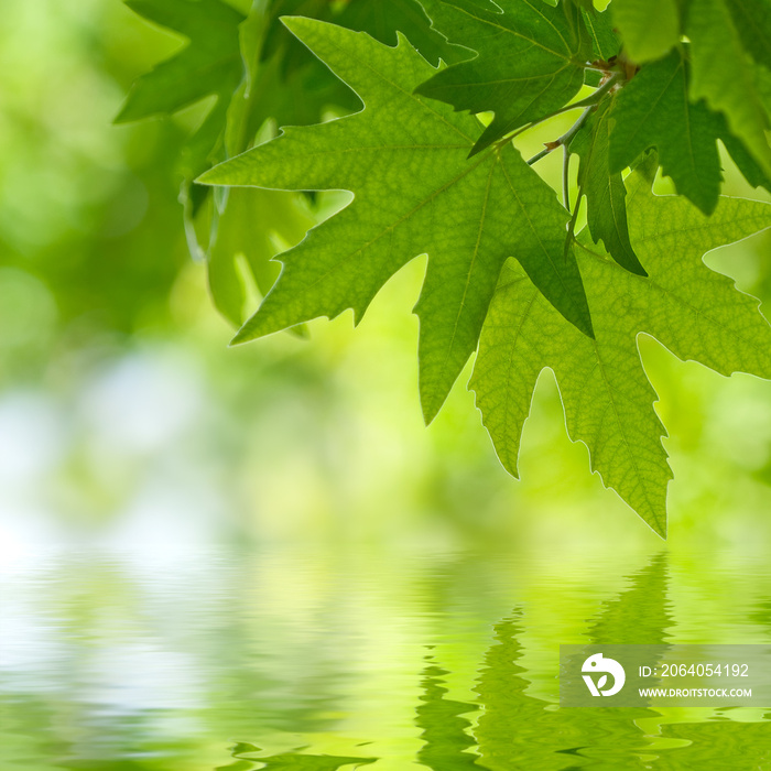 green leaves reflecting in the water, shallow focus