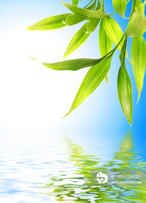 Bamboo leaves reflected in rendered water