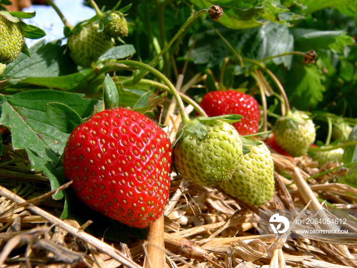 Erdbeeren im Garten