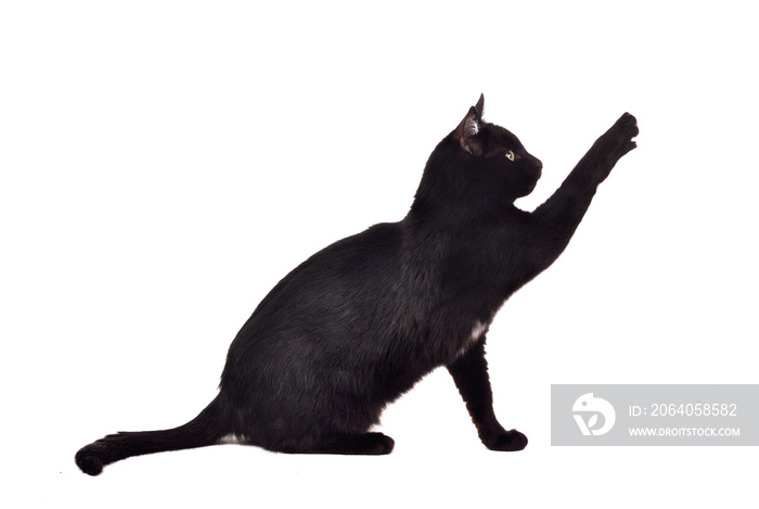 Black cat reaching up for toy and showing its claws silhouette