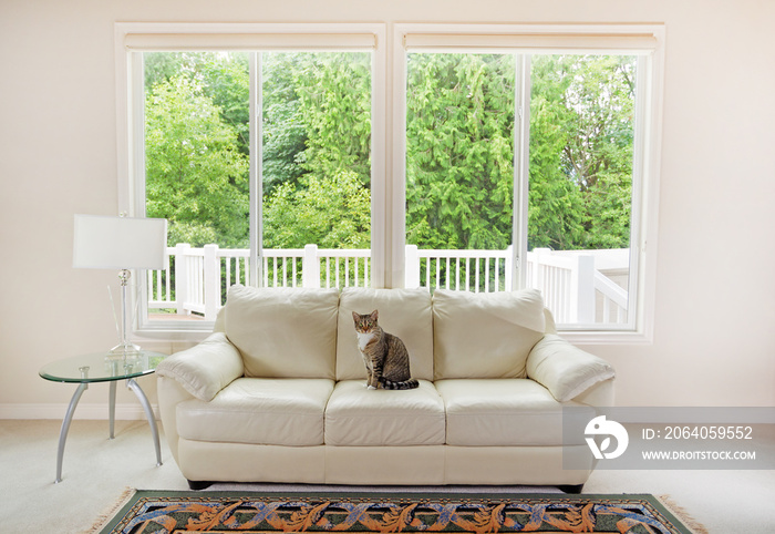 Family cat enjoying sofa within living room