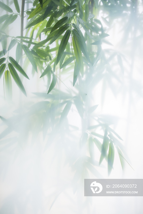 雾中的青竹，枝叶在磨砂玻璃后