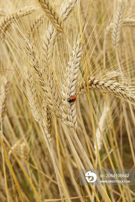 Ladybird resting on barley