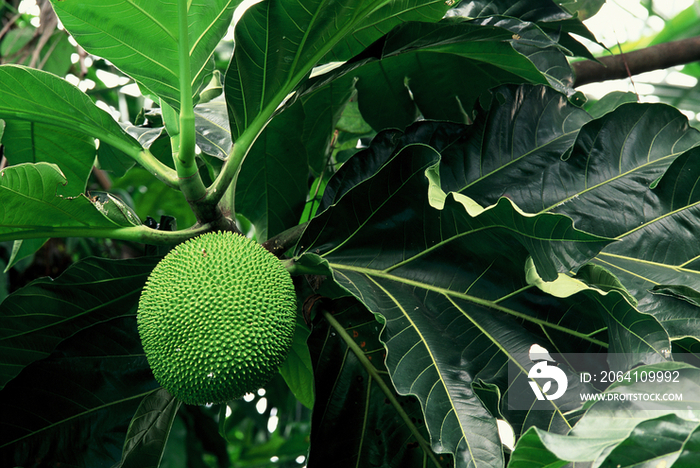 Tropical plant, jackfruit artocarpus heterolophyllus 