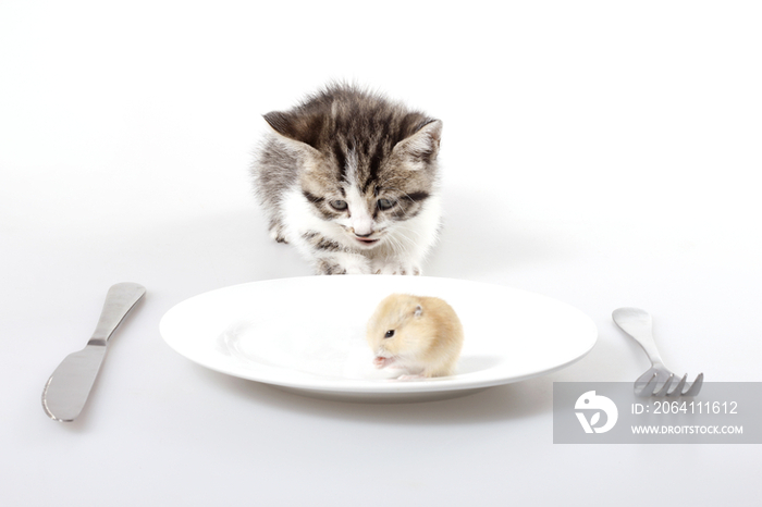 猫和盘子里的老鼠