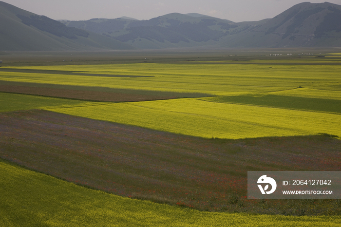 Italy, Umbria, Castelluccio di Norcia, lentils field