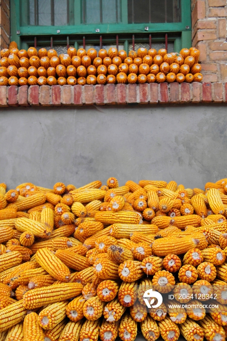 陕西省灞源农家院里的玉米
