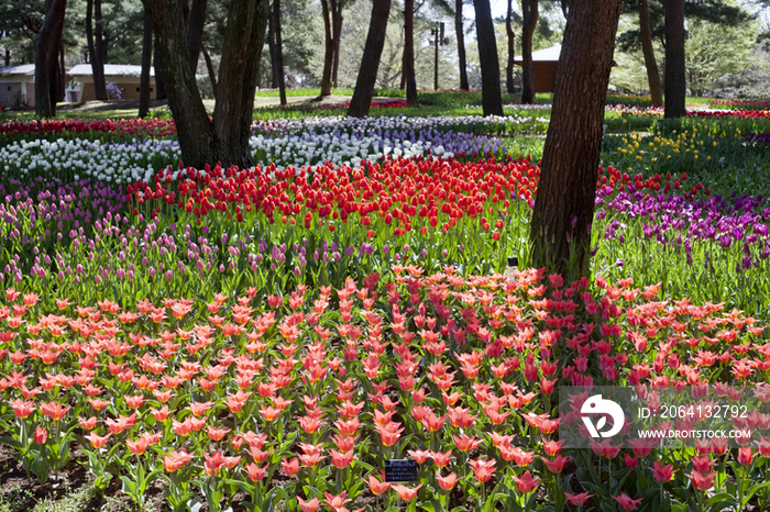 Tulips in a park