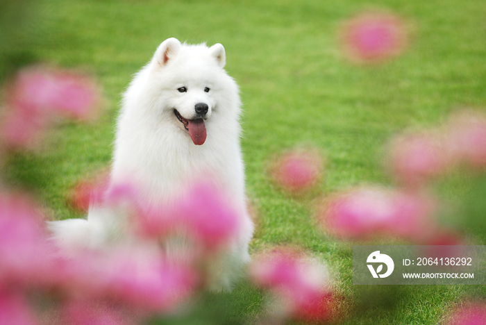 萨摩耶犬