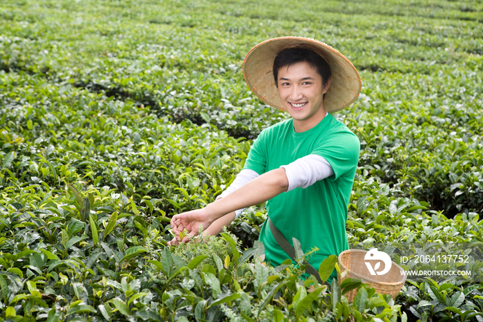 青年男子在茶园采茶