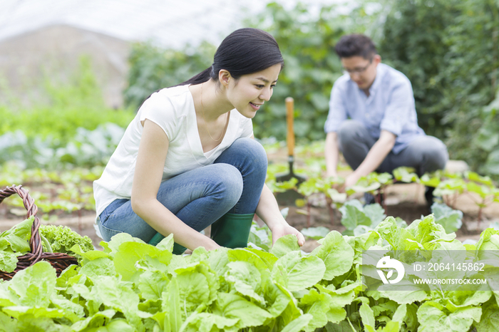 年轻夫妻采摘新鲜蔬菜