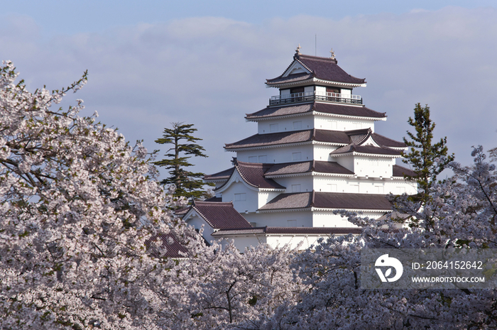 Tsuruga Castle surrounded by Cherry Blossoms, Aizuwakamatsu, Fukushima Prefecture, Japan