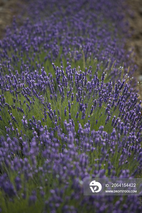 France, Provence, Sault en Provence, Lavender Fields