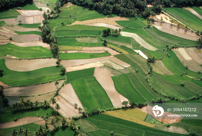 Aerial, Central Java, Ricefields, Indonesia