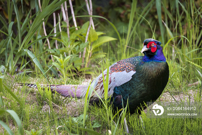 Male Pheasant,Funabashi,Chiba,Japan