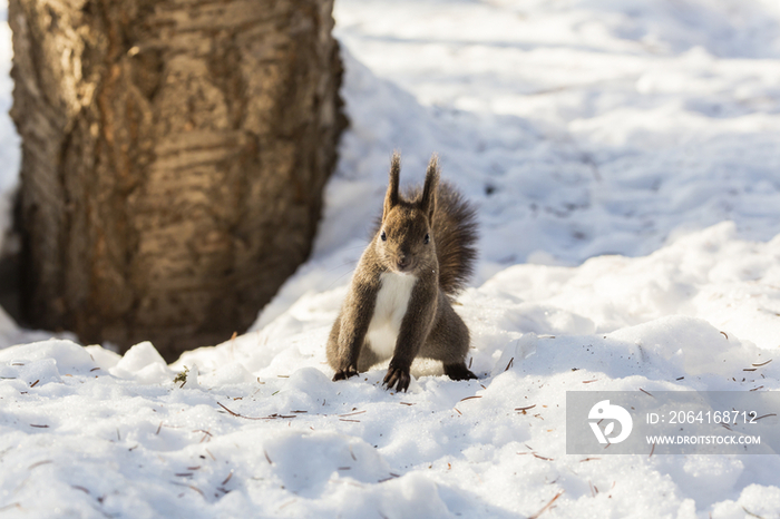 Hokkaido Squirrel (Ezorisu) on the Snow,Hokkaido,Japan