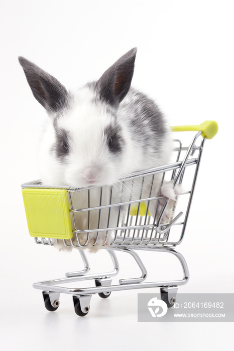 坐购物车的兔子