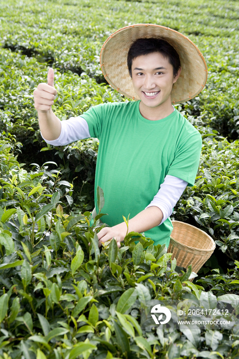 青年男子在茶园采茶