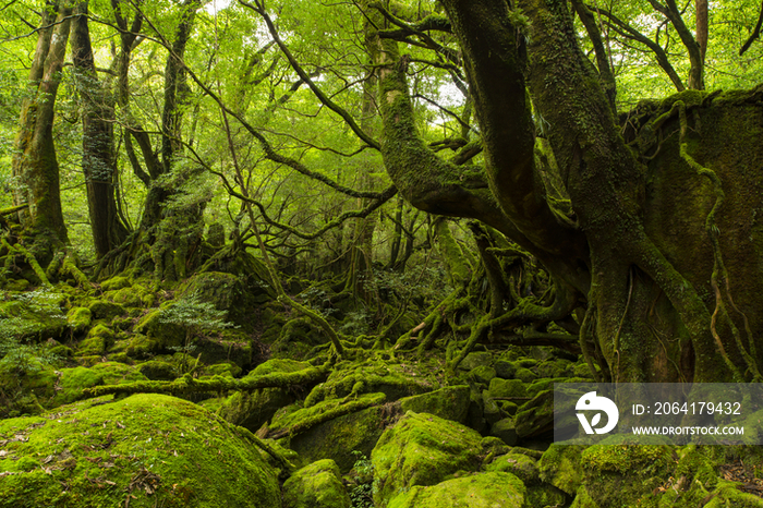 Shiratani Unsuikyo,Yakushima,Kagoshima,Japan