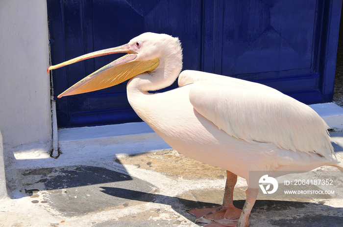 Pelican in Santorini Island