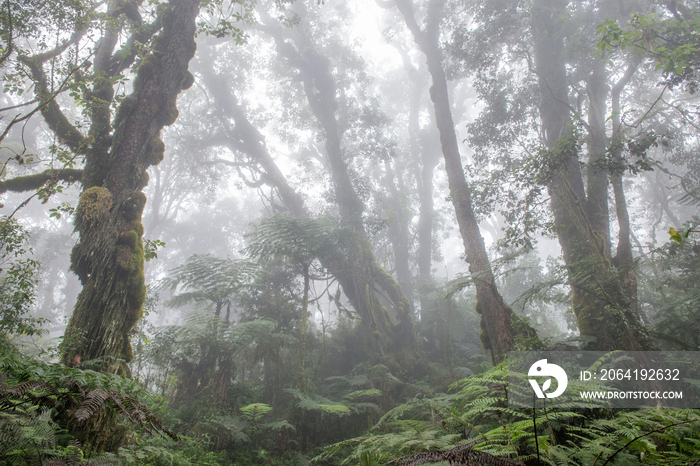 乞力马扎罗高山雨林