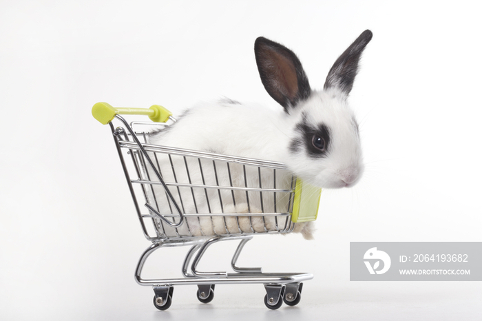 装在购物车里的兔子