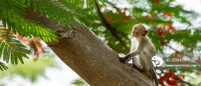 一只小猴子正在天然热带森林中攀爬一棵凯撒高山树。