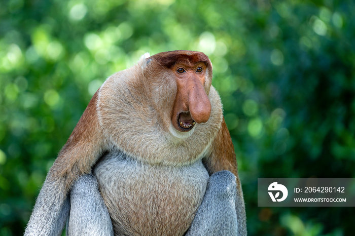 马来西亚婆罗洲岛雨林中一只野生长鼻猴或大鼻猴的肖像