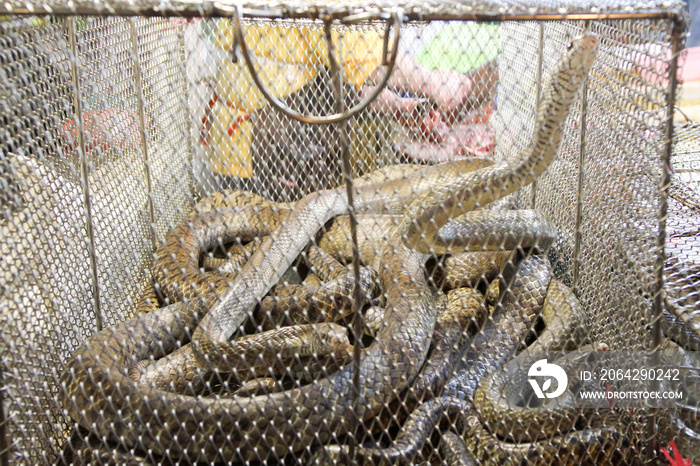 Chinese typical fish and living snakes and reptiles market