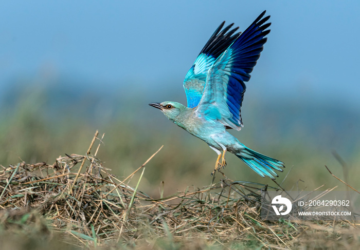 The European roller is the only member of the roller family of birds to breed in Europe. Its overall