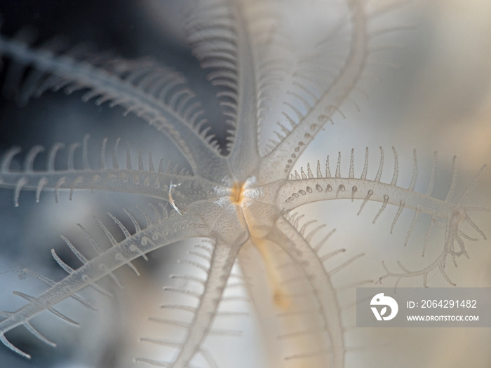 Eight transparent coral polyp tentacles