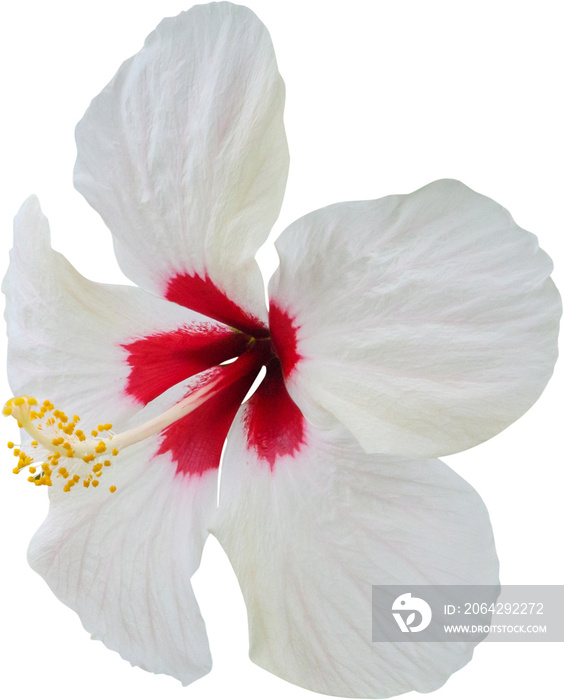 white hibiscus flower isolated