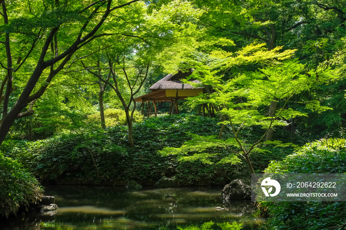 新緑の六義園 つつじ茶屋